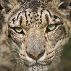 'Tara' Snow Leopard Santago Rare Leopard Project