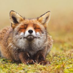 Zen Fox