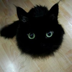 Black and fluffy