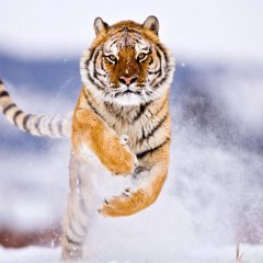 A Tiger In Winter