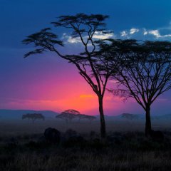 A Sultry Sunset In The Serengeti