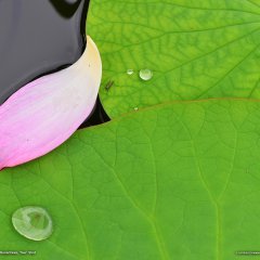 Lotus Leaf, Japan