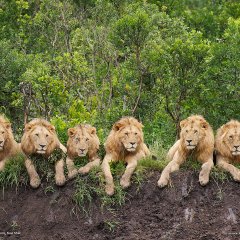 Resting Lions, Tanzania