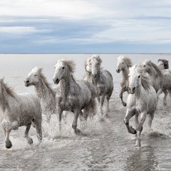 Wild Horses, France