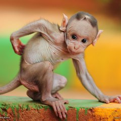 Baby Macaque, India