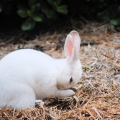 Rabbit, Oregon