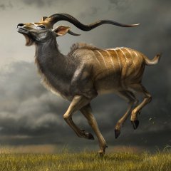 Charging Kudu
