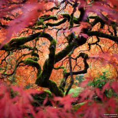 Japanese Maple, Oregon