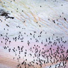 Penguins, Antarctica