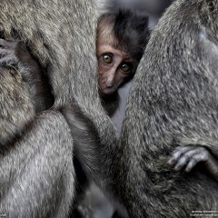 Monkeys, Indonesia