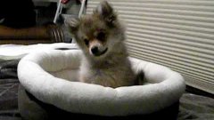 Puppy Howls Along With Wolves