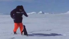 Penguin Attacks Man