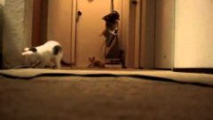 Kittens Playing Accidently Turn On Vacuum