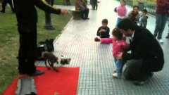 Amazing Dog Puppeteer Plays Fetch With Little Girl