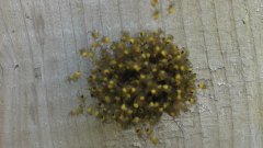 Baby Spider Nest Explosion