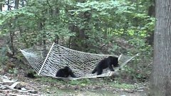 Bear Cubs Play On Hammock And Fall