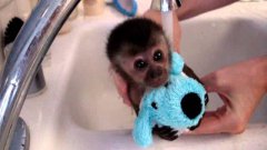 Baby Monkey Gets A Bath