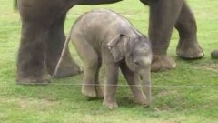 Baby Elephant Tries To Walk