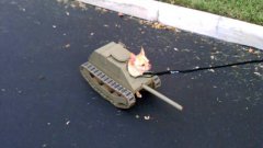 Dog In Tank Costume