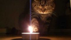 Cat Plays With Candle Fire