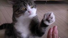 Cat Gives High Five