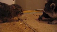 Raccoon Willie vs angry cat