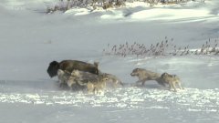 Bison Herd Knocks Over Bison Under Wolf Attack