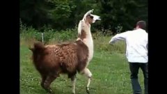 Animal Trolling Viral Videos Super Cut