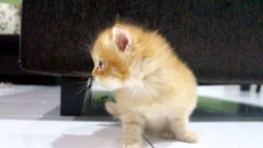 Adorably Sad Kitten With Twisted Leg Syndrome