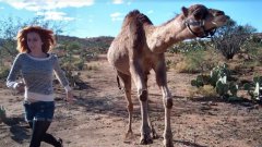 Camel Runs Strange While Foot Racing Girl