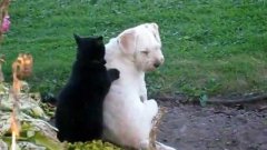 Cat Gives Dog Back Massage