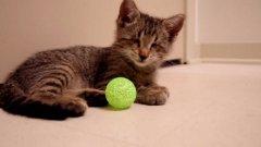 Blind Kitten Plays With Toys