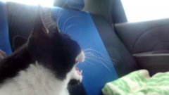 Cat Freaks Out In Car Ride