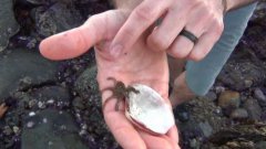 Baby Octopus Walking On Hand