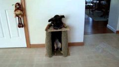 Dog Eats In Special Highchair