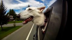 Dogs in Cars