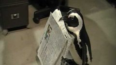 Penguin Fetches Newspaper