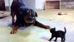 Tiny Kitten Spars With Huge Rottweiler Dog