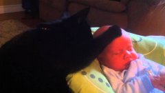 Cat Soothes Crying Baby To Sleep