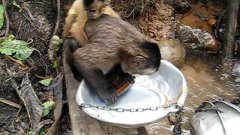 Monkey Washes Dishes In The Forest