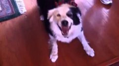 Dogs Sneezing Compilation