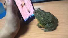 Frog Playing Ant Crusher Ends With Surprise