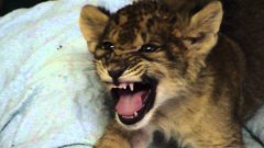 Lion Cub Chirps While Trying To Roar