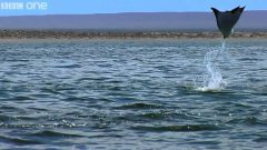 Flying Stingrays