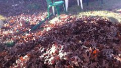 Small Dog Searches For Ball In Big Pile Of Leaves