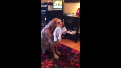 Dog Catches Six Socks