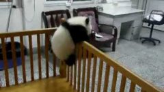 Baby Panda Tries To Escape From Play Pen