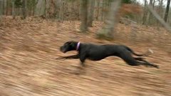 Great Dane Runs 30 MPH