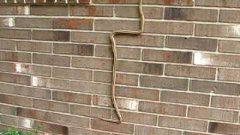 Snake Climbs Brick Wall