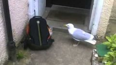 Seagull Steals Snacks From Backpack